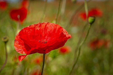 Mohnblumen in Bellmund BE