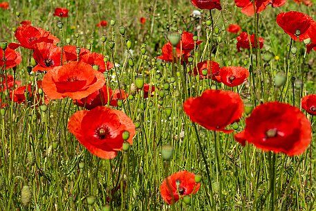 Mohnblumen in Bellmund BE