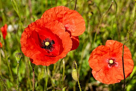 Mohnblumen in Bellmund BE