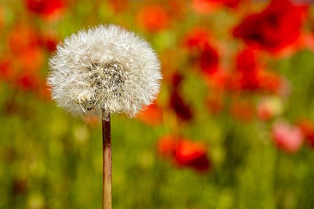 Mohnblumen in Bellmund BE