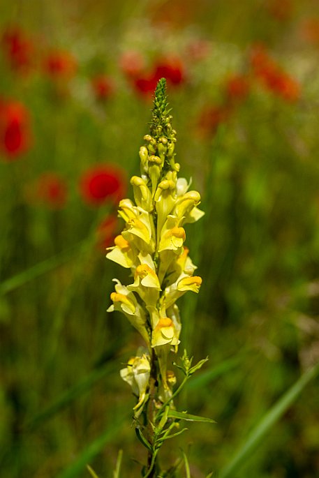 Mohnblumen in Bellmund BE