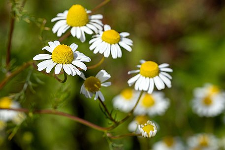 Mohnblumen in Bellmund BE