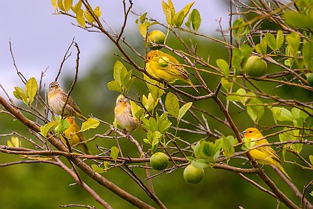 Die Safranammer Die Safranammer (Sicalis flaveola) ist eine Vogelart aus der Familie der Tangaren (Thraupidae), die oft als Ziervogel gehalten wird.