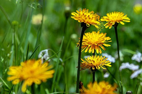 Dolomiten_20220620_20